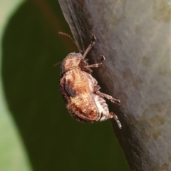 Cadmus (Cadmus) gigas at Wodonga, VIC - 16 Sep 2023 09:58 AM