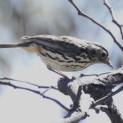 Pyrrholaemus sagittatus (Speckled Warbler) at Gungahlin, ACT - 16 Sep 2023 by JohnBundock