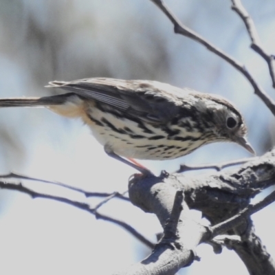 Pyrrholaemus sagittatus (Speckled Warbler) at Mulligans Flat - 16 Sep 2023 by JohnBundock