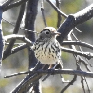 Pyrrholaemus sagittatus at Gungahlin, ACT - 16 Sep 2023