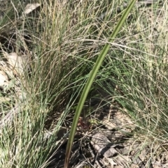 Thelymitra (Genus) (Sun Orchid) at Bruce, ACT - 16 Sep 2023 by PeterR