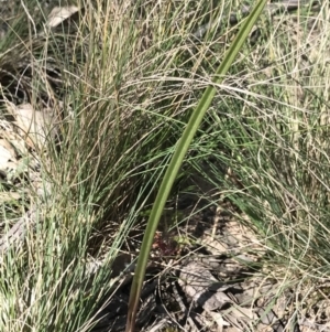 Thelymitra sp. at Bruce, ACT - 16 Sep 2023