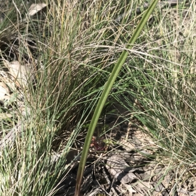 Thelymitra sp. (A Sun Orchid) at Bruce, ACT - 16 Sep 2023 by PeterR