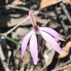 Caladenia fuscata (Dusky Fingers) at Bruce Ridge to Gossan Hill - 16 Sep 2023 by PeterR