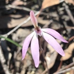 Caladenia fuscata at Bruce, ACT - suppressed