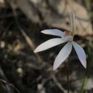 Caladenia fuscata at Bruce, ACT - suppressed