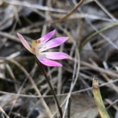 Caladenia fuscata (Dusky Fingers) at Bruce Ridge to Gossan Hill - 16 Sep 2023 by PeterR