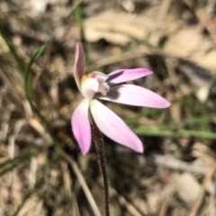 Caladenia fuscata (Dusky Fingers) at Bruce, ACT - 16 Sep 2023 by PeterR