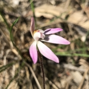 Caladenia fuscata at Bruce, ACT - suppressed