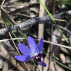 Cyanicula caerulea (Blue Fingers, Blue Fairies) at Bruce, ACT - 16 Sep 2023 by PeterR