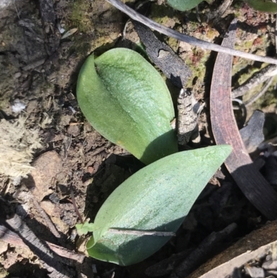 Eriochilus cucullatus (Parson's Bands) at Bruce Ridge - 16 Sep 2023 by PeterR