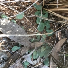 Diplodium sp. (A Greenhood) at Bruce Ridge - 16 Sep 2023 by PeterR