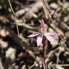 Caladenia fuscata (Dusky Fingers) at Bruce Ridge to Gossan Hill - 16 Sep 2023 by PeterR