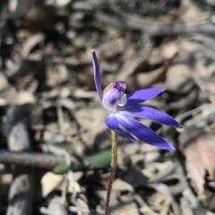 Cyanicula caerulea (Blue Fingers, Blue Fairies) at Bruce Ridge to Gossan Hill - 16 Sep 2023 by PeterR