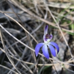 Cyanicula caerulea (Blue Fingers, Blue Fairies) at Bruce Ridge - 16 Sep 2023 by PeterR