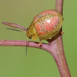 Paropsisterna fastidiosa at Wodonga, VIC - 16 Sep 2023 10:00 AM