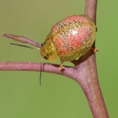 Paropsisterna fastidiosa (Eucalyptus leaf beetle) at Wodonga - 16 Sep 2023 by KylieWaldon