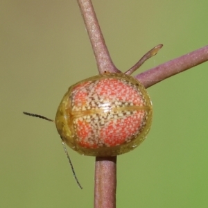 Paropsisterna fastidiosa at Wodonga, VIC - 16 Sep 2023 10:00 AM