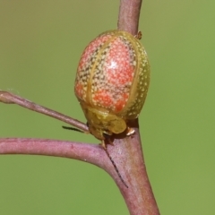 Paropsisterna fastidiosa at Wodonga, VIC - 16 Sep 2023