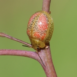 Paropsisterna fastidiosa at Wodonga, VIC - 16 Sep 2023 10:00 AM