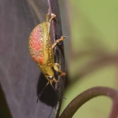 Paropsisterna fastidiosa at Wodonga, VIC - 16 Sep 2023 10:00 AM