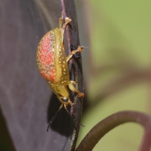 Paropsisterna fastidiosa at Wodonga, VIC - 16 Sep 2023 10:00 AM