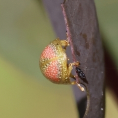 Paropsisterna fastidiosa at Wodonga, VIC - 16 Sep 2023