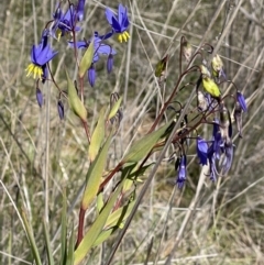 Stypandra glauca (Nodding Blue Lily) at Mount Majura - 16 Sep 2023 by HaukeKoch