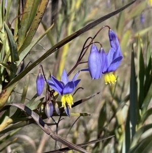 Stypandra glauca at Majura, ACT - 16 Sep 2023