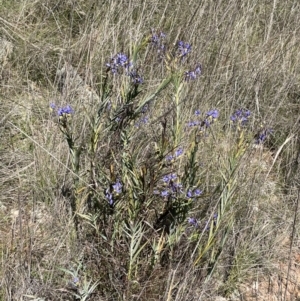 Stypandra glauca at Majura, ACT - 16 Sep 2023