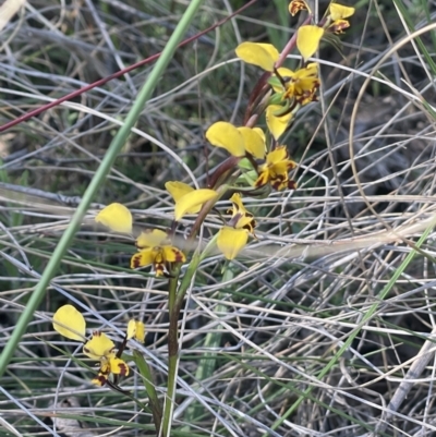 Diuris pardina (Leopard Doubletail) at Mount Majura - 16 Sep 2023 by HaukeKoch