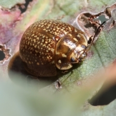 Paropsisterna decolorata (A Eucalyptus leaf beetle) at Wodonga, VIC - 16 Sep 2023 by KylieWaldon