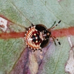 Anischys sp. (genus) (Unidentified Anischys bug) at Wodonga, VIC - 16 Sep 2023 by KylieWaldon