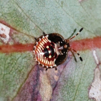 Anischys sp. (genus) at Wodonga, VIC - 16 Sep 2023 by KylieWaldon