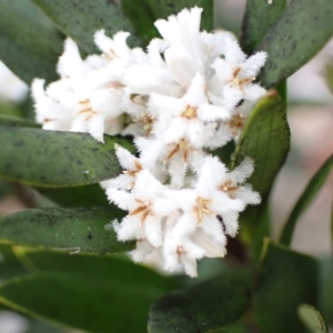 Leucopogon parviflorus at Mallacoota, VIC - 11 Sep 2023