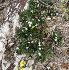 Leucopogon parviflorus at Mallacoota, VIC - 11 Sep 2023