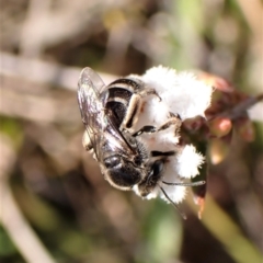 Lasioglossum (Chilalictus) sp. (genus & subgenus) (Halictid bee) at Mount Painter - 14 Sep 2023 by CathB