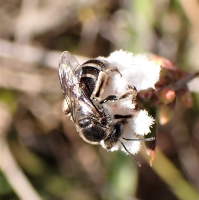 Lasioglossum (Chilalictus) sp. (genus & subgenus) (Halictid bee) at Belconnen, ACT - 14 Sep 2023 by CathB
