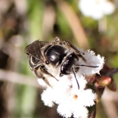 Lasioglossum (Chilalictus) sp. (genus & subgenus) at Belconnen, ACT - 14 Sep 2023