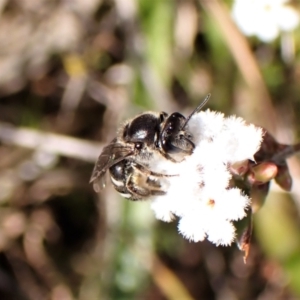 Lasioglossum (Chilalictus) sp. (genus & subgenus) at Belconnen, ACT - 14 Sep 2023