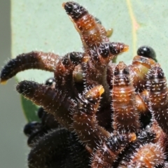 Perginae sp. (subfamily) at Wodonga - 16 Sep 2023 by KylieWaldon