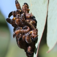 Perginae sp. (subfamily) at Wodonga, VIC - 16 Sep 2023 10:13 AM