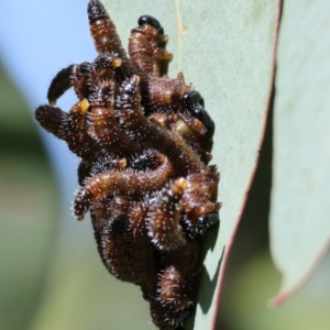 Perginae sp. (subfamily) at Wodonga, VIC - 16 Sep 2023 10:13 AM