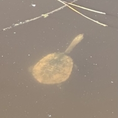 Chelodina longicollis (Eastern Long-necked Turtle) at QPRC LGA - 26 Aug 2023 by yellowboxwoodland