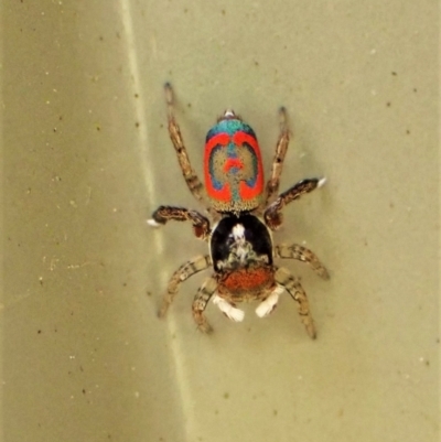 Maratus pavonis (Dunn's peacock spider) at Cook, ACT - 13 Sep 2023 by CathB