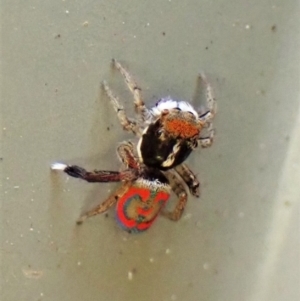 Maratus pavonis at Cook, ACT - 14 Sep 2023