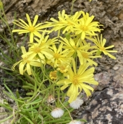 Senecio pinnatifolius at Mallacoota, VIC - 11 Sep 2023 by AnneG1