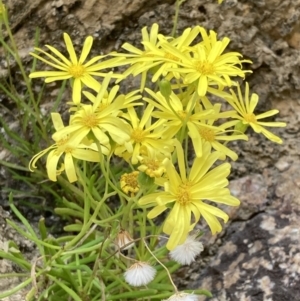 Senecio pinnatifolius at Mallacoota, VIC - 11 Sep 2023