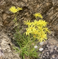 Senecio pinnatifolius at Mallacoota, VIC - 11 Sep 2023