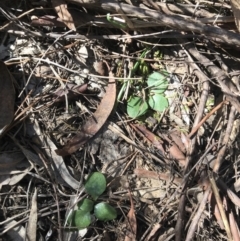 Diplodium sp. (A Greenhood) at Bruce Ridge to Gossan Hill - 16 Sep 2023 by PeterR